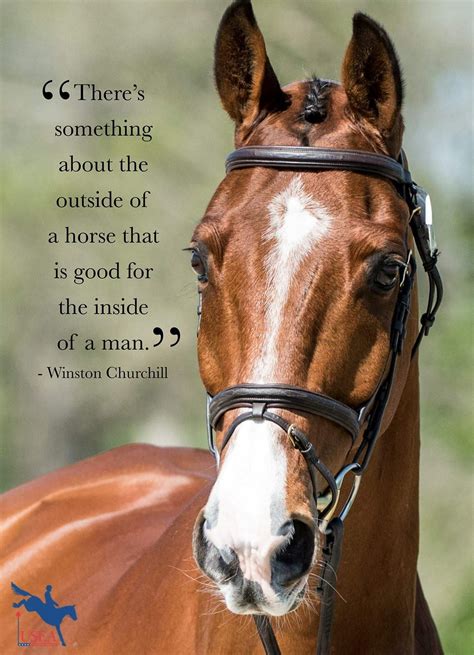 inspirational horse quotes|confidence in horses quotes.